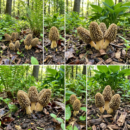 Morchella Esculenta Mushroom Seeds for Planting