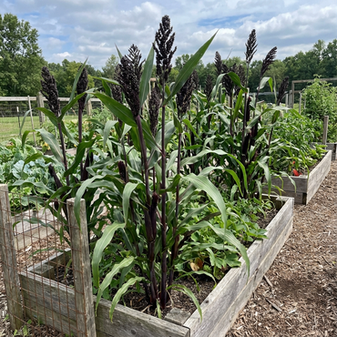 Black Sorghum Seeds for Planting
