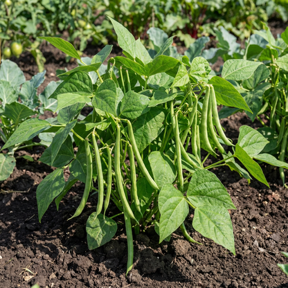 Green Bean Seeds for Planting Vegetable Garden Essentials