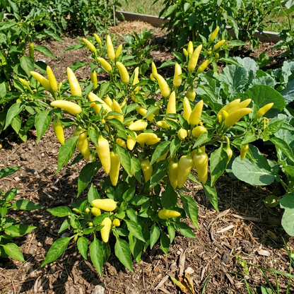 Light Yellow Chili Vegetable Seeds for Planting