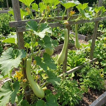 Trombocino Vegetable Seeds for Easy Planting