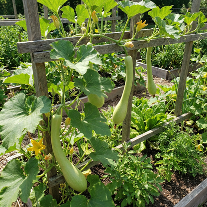 Trombocino Vegetable Seeds for Easy Planting