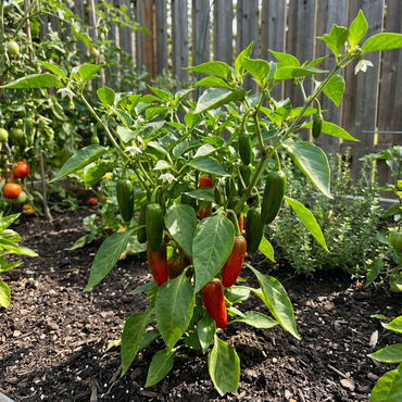 Jalapeno Pepper Seeds for Vegetable Planting