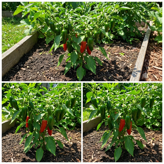 Jalapeno Pepper Seeds for Vegetable Planting