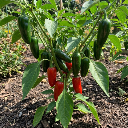 Jalapeno Seeds for Vegetable Planting