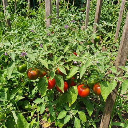 Rocoto Vegetable Seeds for Planting - Grow Your Own Spicy Peppers