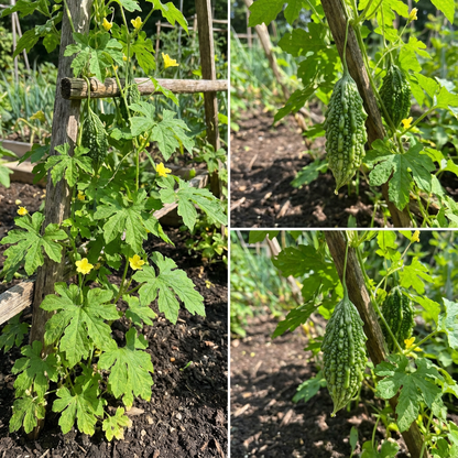 Karela Vegetable Seeds for Easy Planting at Home