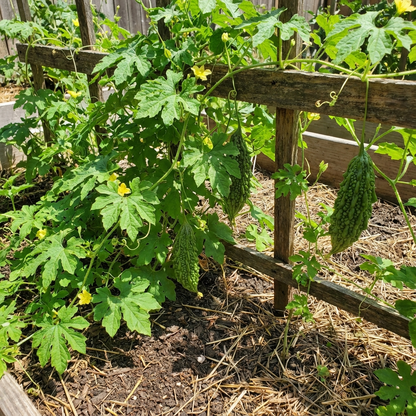 Karela Vegetable Seeds for Easy Planting at Home