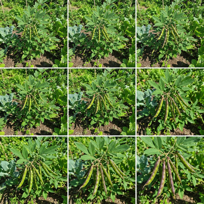 Jamaica Gungo Vegetable Seeds for Planting High-Quality Seeds for Your Garden