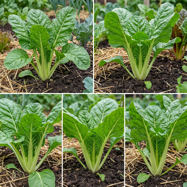 Green Swiss Chard Seeds for Vegetable Planting