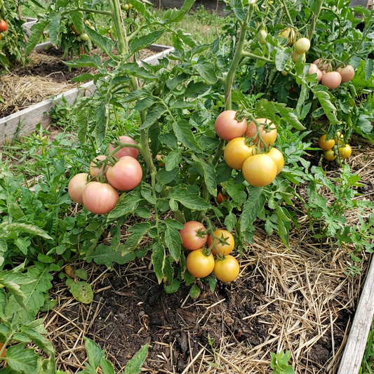 Pink and Yellow Tomato Seeds for Planting - Vegetable Seeds