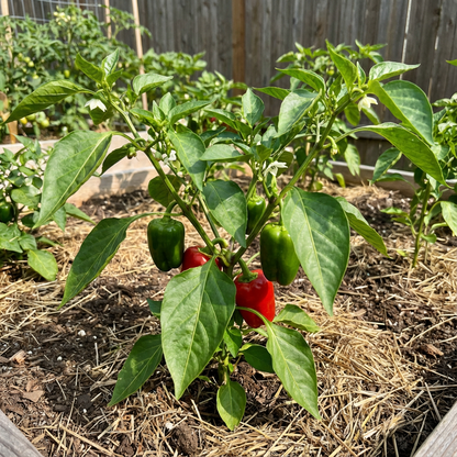 Sweet Pepper Seeds for Planting Vibrant Vegetables for Your Garden