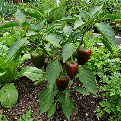 Premium Ancho Seeds for Planting in Your Garden