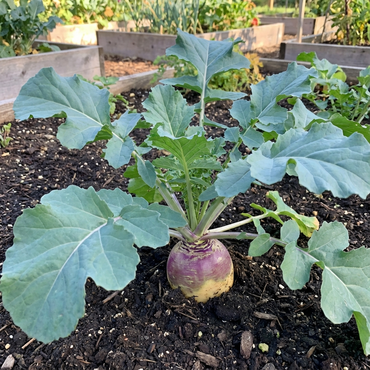 Rutabaga Seeds for Planting Perfect for Your Vegetable Garden