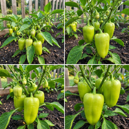 Light Green Pepper Seeds for Planting