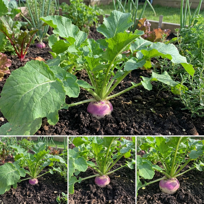 Turnip Plant Seeds for Thriving Vegetable Gardens Perfect for Planting