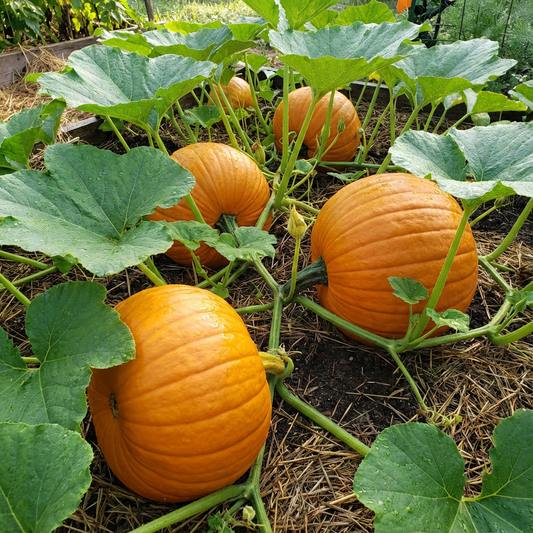 Orange Giant Pumpkin Seeds for Easy Planting