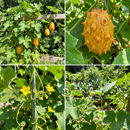 Kiwano Cucumis Seeds for Planting - Grow Exotic Fruit