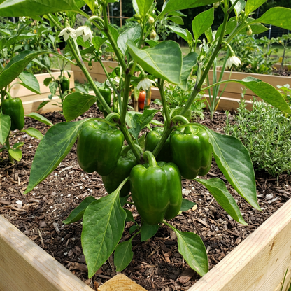 Green Pepper Vegetable Seeds for Easy Planting