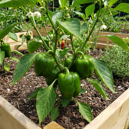 Green Pepper Vegetable Seeds for Easy Planting