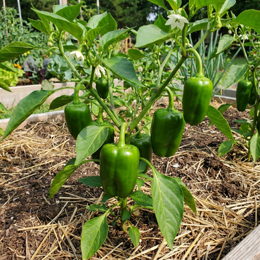 Green Pepper Vegetable Seeds for Easy Planting