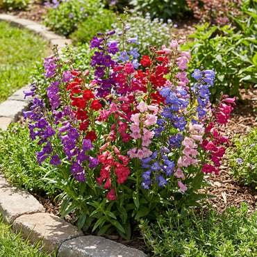 Mixed Penstemon Flower Seeds for Planting