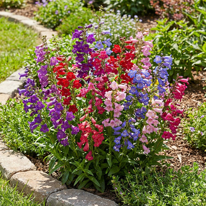 Mixed Snapdragon Flower Seeds for Planting