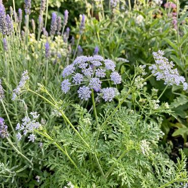 Blue Lace Flower Seeds for Planting