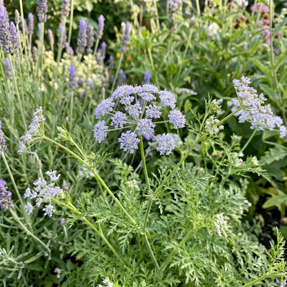 Blue Lace Flower Seeds for Planting