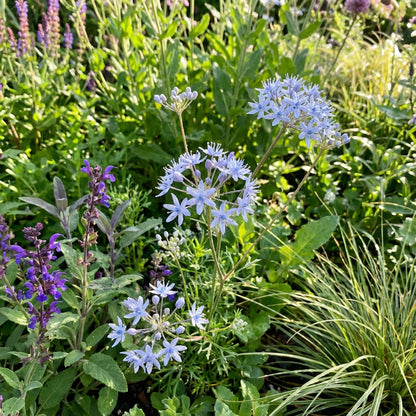 Blue Lace Flower Seeds for Planting