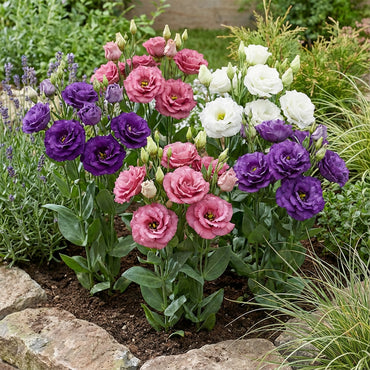 Lisianthus Logro Flower Planting Seeds - Vibrant Blooms for Your Garden