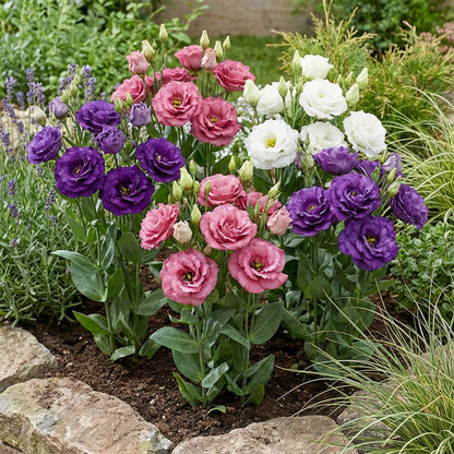 Lisianthus Logro Flower Planting Seeds - Vibrant Blooms for Your Garden
