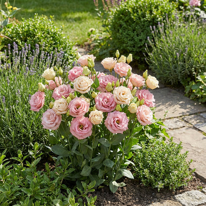 Lisianthus Logro Flower Planting Seeds - Vibrant Blooms for Your Garden