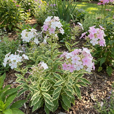 White Pink Nora Leigh Flower Planting  Seeds for Elegant Blooms in Your Garden