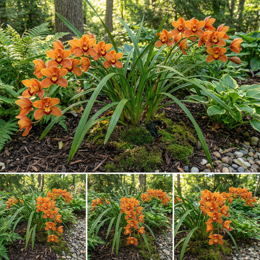 Orange Cymbidium Orchid Seeds - Elegant Blooms for Planting