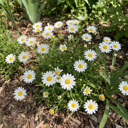 White Paludosum Flower Seeds for Planting  Ideal for Lush Garden Blossoms and Elegant Landscape Decor