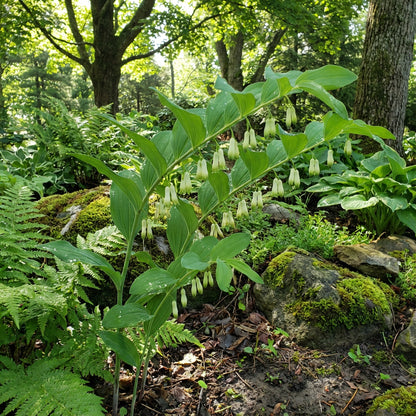 Green Solomon Seal Plant Seeds for Easy Planting - Ideal for Shady Gardens