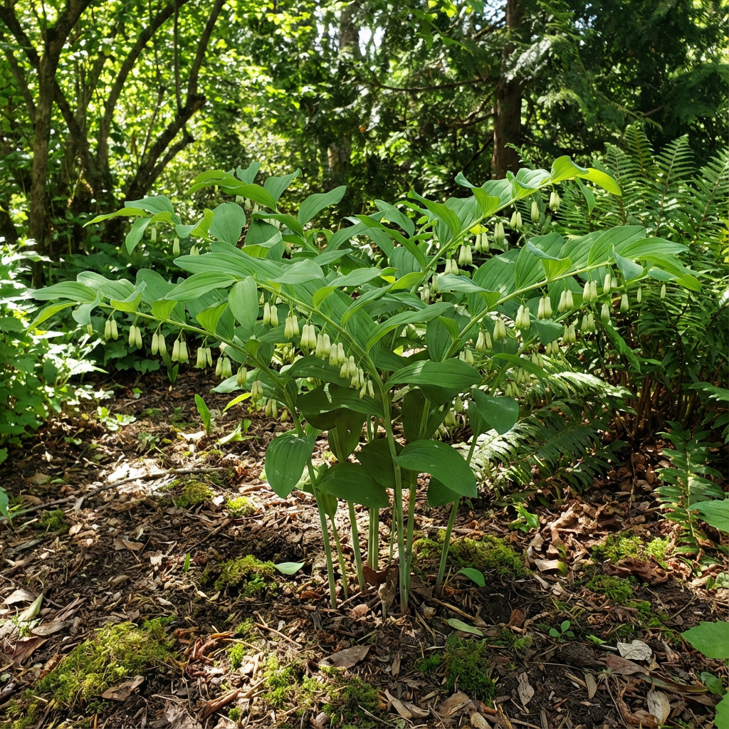 Green Solomon Seal Plant Seeds for Easy Planting - Ideal for Shady Gardens