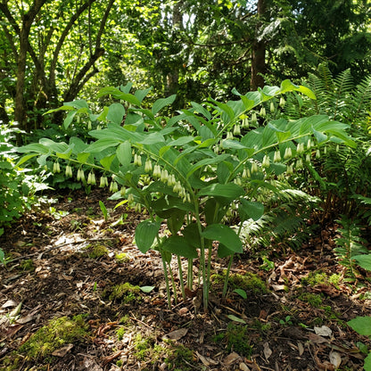 Green Solomon Seal Plant Seeds for Easy Planting - Ideal for Shady Gardens