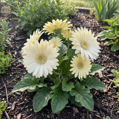 White Gerbera Vanilla Seeds for Planting  Ideal for Stunning Floral Displays and Fresh Garden Beautification