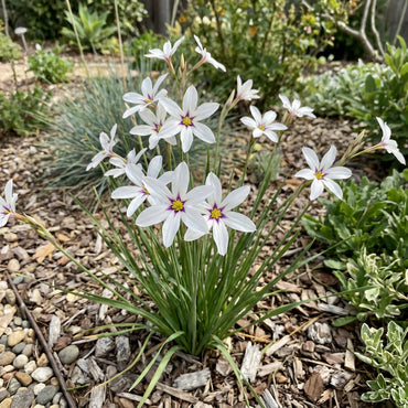 White Leucocoryne Appendiculata Flower Seeds for Planting
