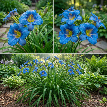 Blue Hemerocallis Flower Planting Seeds - 1 pcs