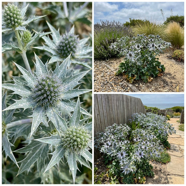 Sea Blue Holly Flower Planting  Seeds for Stunning Blooms in Your Garden