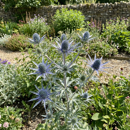Blue Eryngium Plant Seeds for Easy Planting