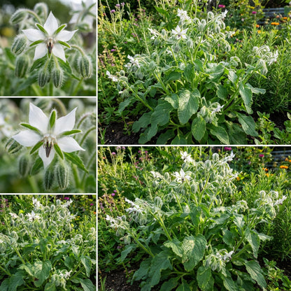 White Borage Seeds for Planting  Grow Edible Flowers