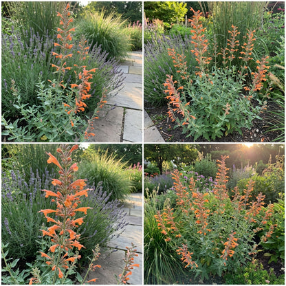 Orange Agastache Planting Seeds for Vibrant Garden Flowers