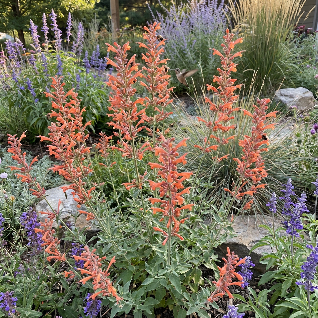 Orange Agastache Planting Seeds for Vibrant Garden Flowers