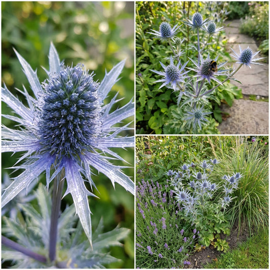 Blue Eryngium Plant Seeds for Easy Planting