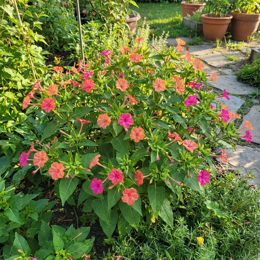 Orange Pink Mirabilis Seeds for Planting - Annual Flower Seeds for Vibrant Blooms