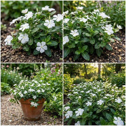 White Vinca Flower Seeds for Planting  Ideal for Lush Gardens and Vibrant Landscapes